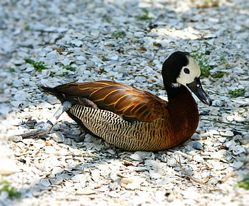 White Faced Whistling Duck, Waterfowl thumbnail