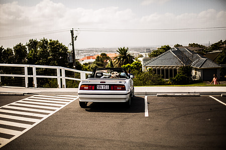 Dog, convertible, sports car, car thumbnail