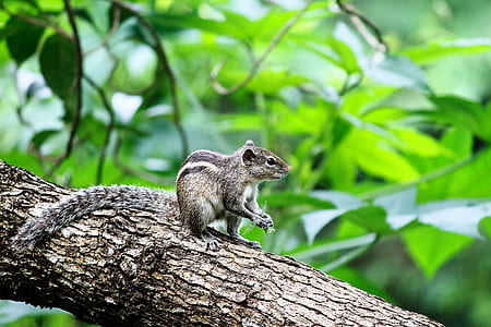 shallow focus photography of brown squirrel on branch thumbnail