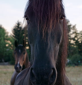 black horse during daytime thumbnail