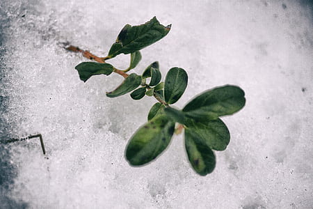 green leafed plant thumbnail