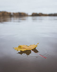 shallow focus photography of yellow leaf floating on body of water thumbnail