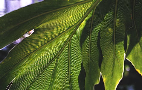 Green Leafed Plant thumbnail
