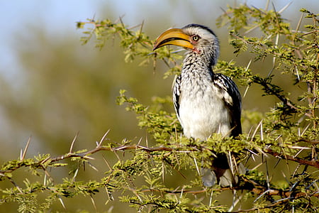 white, black, and brown bird sitting on tree branch thumbnail