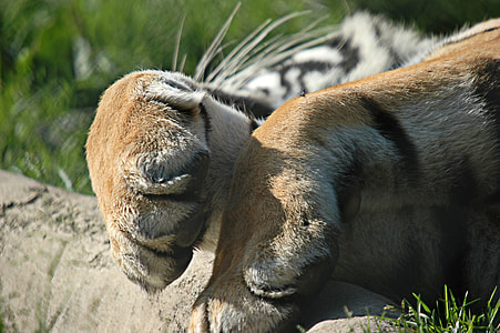selective focus photography of tiger's paws lay on gray surface thumbnail
