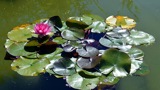 leaves in water thumbnail