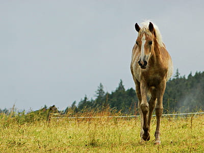 brown horse walking on field at daytime thumbnail