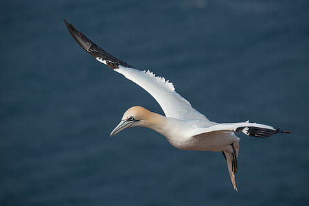 selective focus photography of white bird thumbnail