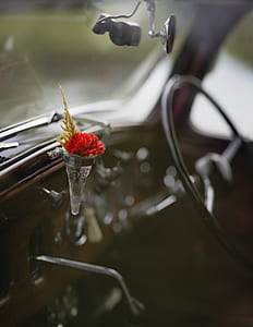 black red petaled flowers beside steering wheel thumbnail