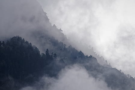 trees covered by fog thumbnail