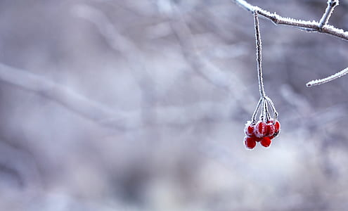 focus photography of red berries thumbnail