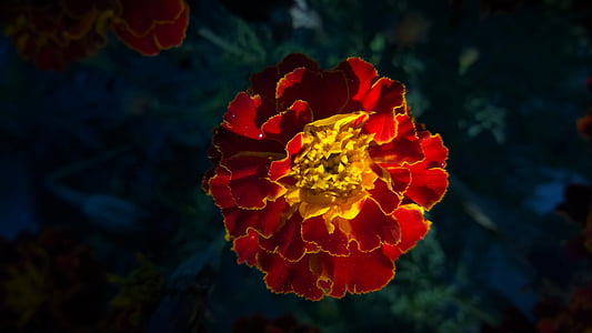 top view of marigold flower thumbnail