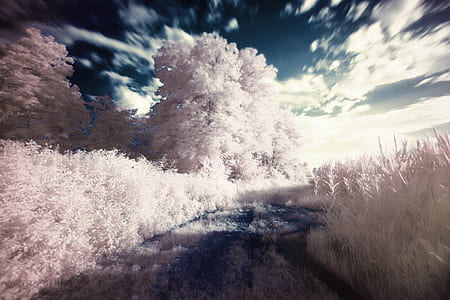 white leafed trees thumbnail