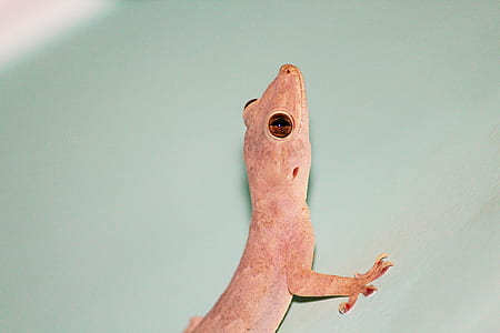 house lizard thumbnail