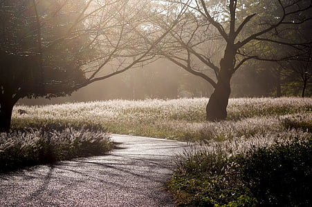 winding road surrounded by grass and trees during daytime thumbnail