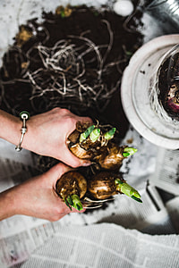 Woman planting seedlings on a newspaper covered table with quail eggs thumbnail