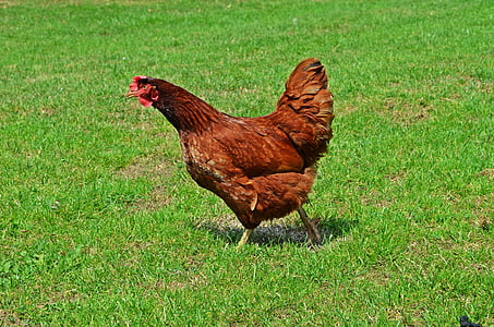 brown chicken standing on green grass field thumbnail