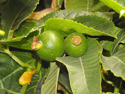 Passiflora Fruit, Passiflora thumbnail