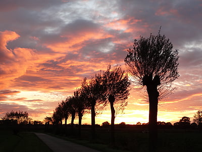 silhouette photo of trees at golden hour thumbnail