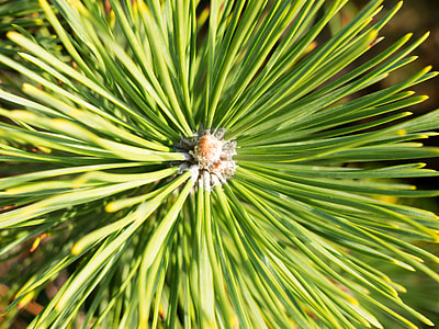 green leafed plant thumbnail