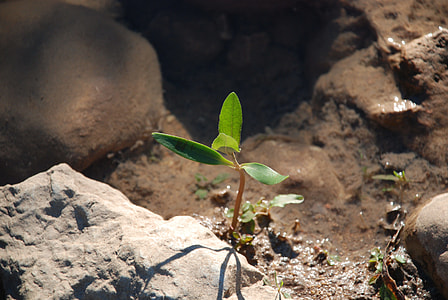 green leafed plant thumbnail