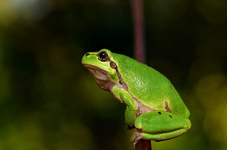 selective focus photography of green and brown frog thumbnail