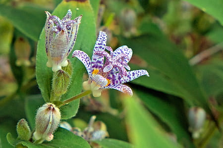 Toad lily is a shade loving perennial plant with orchid-like flowers that come into bloom in late summer-early fall. thumbnail