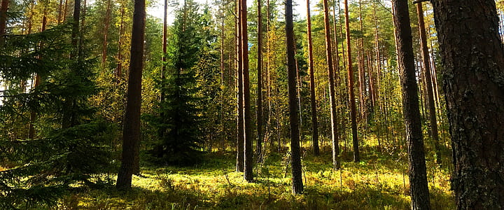 green leafed tress during daytime thumbnail