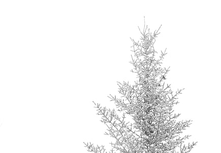 tree covered with snow thumbnail