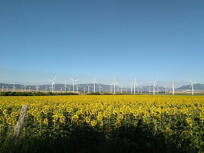 windmills near sunflower field thumbnail