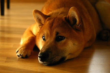 adult brown dog laying on brown wooden flooring thumbnail