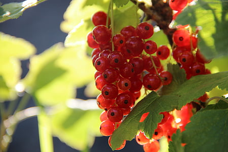 red cherries fruits thumbnail