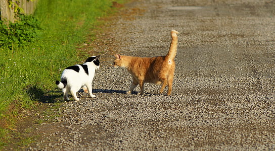 two cats walking on street thumbnail