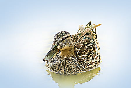 duck floating on water thumbnail