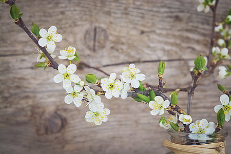 close up photo of white petaled flowers thumbnail