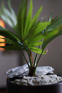 green plant thumbnail