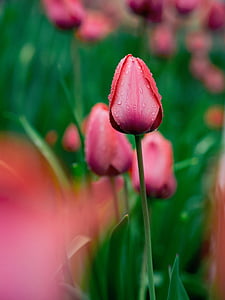 selective focus photo of pink tulip flower thumbnail