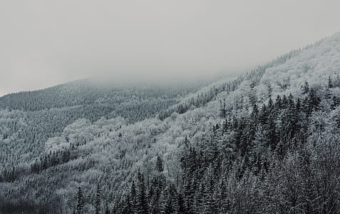 snow cover trees during gray cloudy sky thumbnail