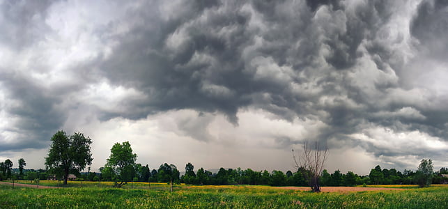 green trees and grasses under white clouds thumbnail