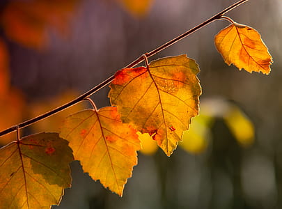 close-up photography of brown tree leaves at daytime thumbnail