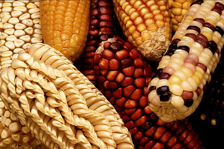 bunch of corn cub thumbnail