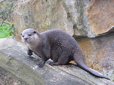 black weasel on log thumbnail