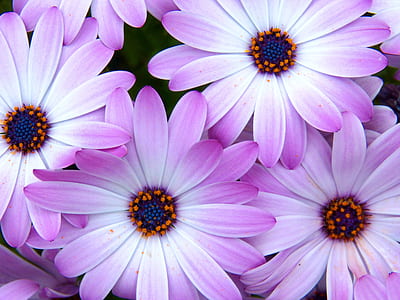 purple-and-white petaled flowers thumbnail