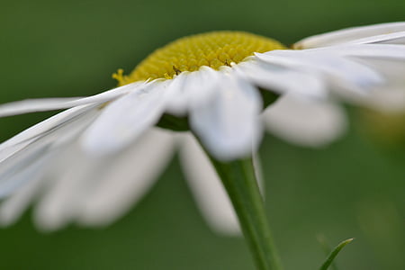 selective focus photography of white daisy flower on bloom thumbnail