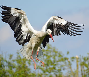 white and black crane bird thumbnail
