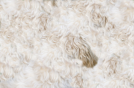 curly-coated white fur thumbnail