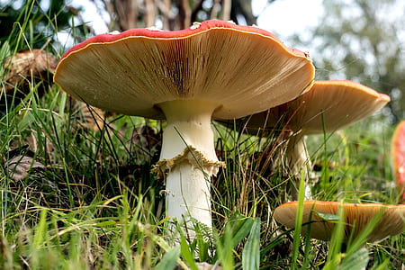 selective focus photo of brown mushrooms thumbnail