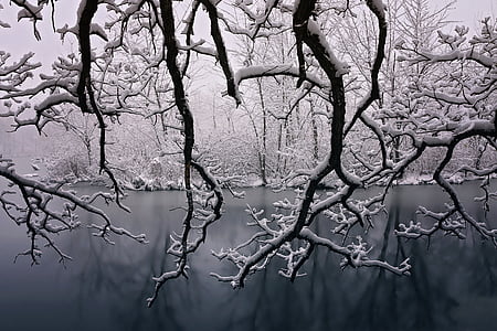 tree branch covered with snow grayscale photography thumbnail