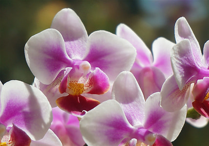 Hybrid Phalaenopsis, Phalaenopsis thumbnail
