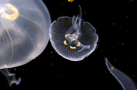 photography of jellyfish thumbnail